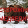 Еще один случай нападения медведя на человека в Башкирии