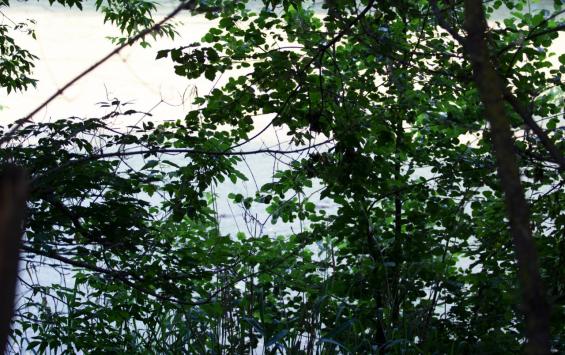 В Курской области завершили пожароопасный сезон 2025 года: лесные возгорания удалось предотвратить В Курской области завершили пожароопасный сезон 2025 года: лесные возгорания удалось предотвратить