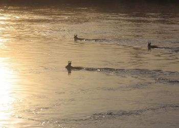 В Приамурье косули «предсказали» малоснежную зиму