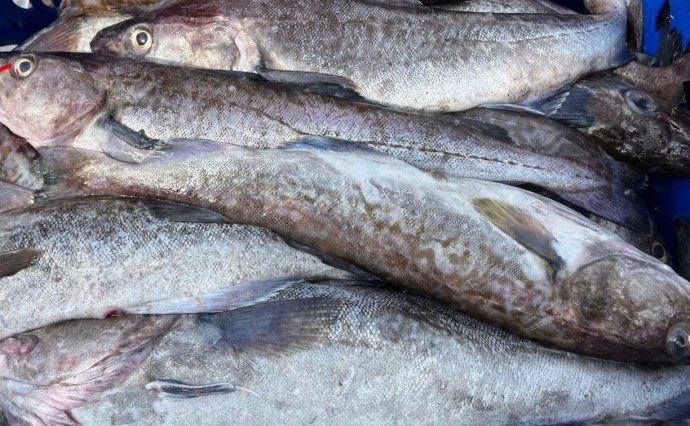 Где купить свежую и вкусную рыбку в Южно-Сахалинске — список адресов