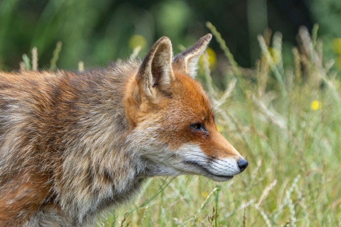 Биолог Глазков: Лисицы стали чаще забегать в Москву в поисках пищи и тепла Биолог Глазков: Лисицы стали чаще забегать в Москву в поисках пищи и тепла