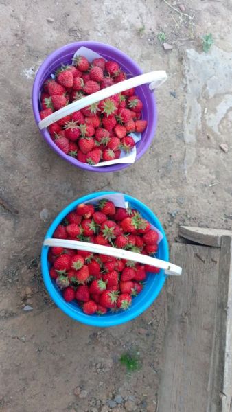 Какие растения нужно посадить рядом с клубникой, а какие категорически нельзя