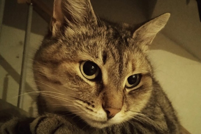 В российском городе волонтеры вызволили кота из гранитного плена