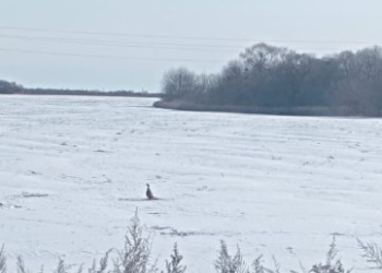 Снежный покров в Приамурье усложнил фазанам поиск пищи