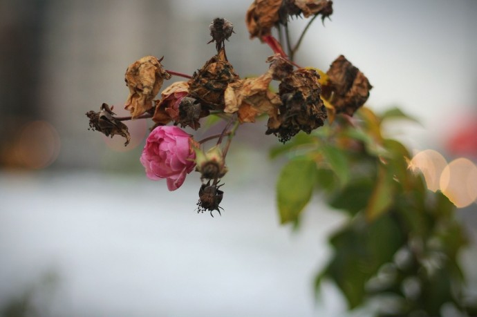 В Красносельском районе готовят розы к зиме