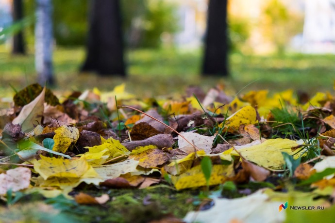 В Кирове и области ожидаются заморозки и туманы