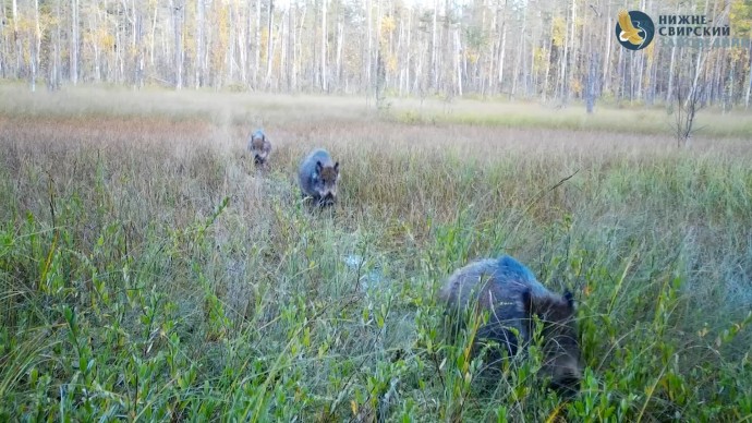 Нижне-Свирский заповедник показал, в чём секрет счастья по-кабаньи