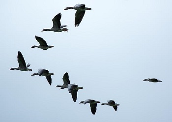 Охота на водоплавающую дичь стартовала в центральных районах Приамурья