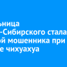 Жительница Усолья-Сибирского стала жертвой мошенника при покупке чихуахуа
