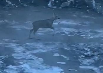 В Свободном «заблудилась» косуля