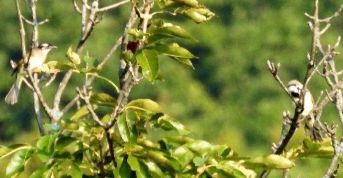 Это необратимо: редкие птицы бюльбюль переселились в Приморье Это необратимо: редкие птицы бюльбюль переселились в Приморье