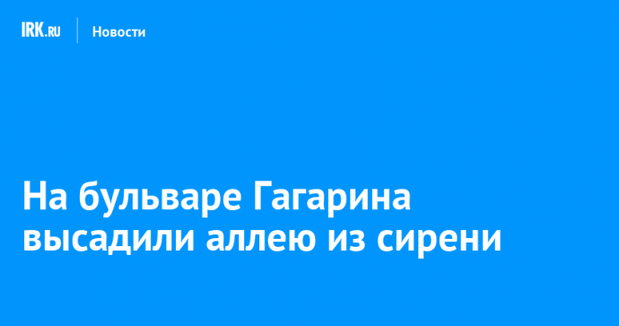 На бульваре Гагарина высадили аллею из сирени