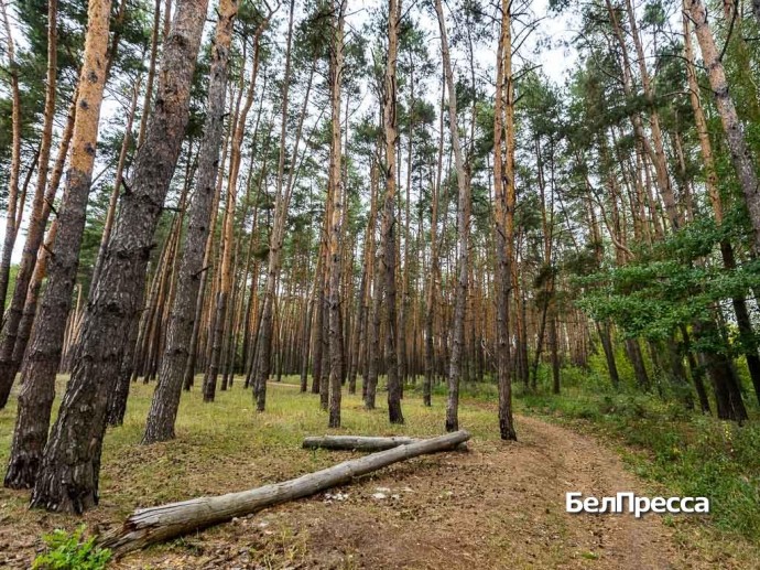 Белгородцы – участники акции «Сохраним лес» высадят более 1 млн сеянцев и саженцев