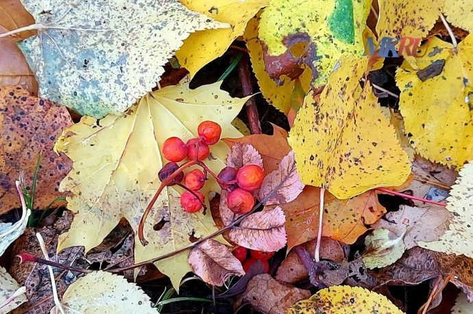 Калужан ждёт дождливое воскресенье