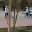 Башкирия вошла в Топ-10 по высадке деревьев в рамках акции «Сад Памяти»