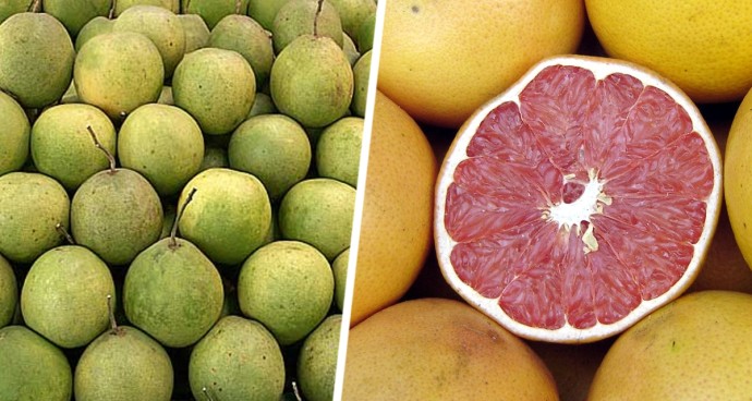 Отправляемся за фруктами в Нячанге: Помело – цитрусовый гигант с освежающим вкусом