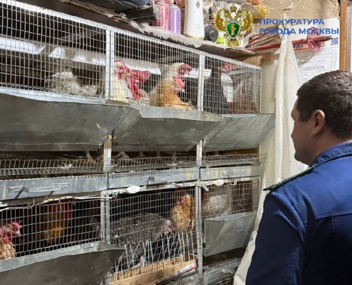 Москвичи завели в квартире чернобурую лису, 15 кур и двух петухов