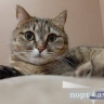 Девы сегодня обречены на успех в амурных делах, Козероги успеют изменить ситуацию