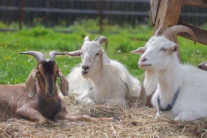 В Россию запретили ввозить болгарских и румынских коз В Россию запретили ввозить болгарских и румынских коз