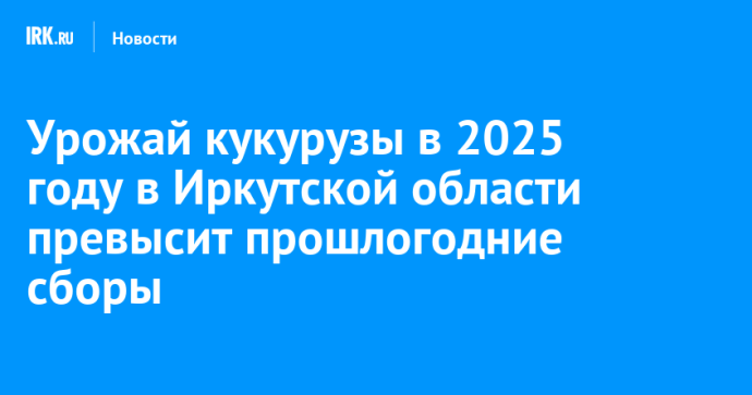 Урожай кукурузы в 2025 году в Иркутской области превысит прошлогодние сборы