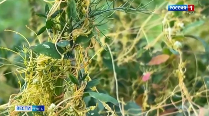 Карантин по повилике ввели в Богородицком районе