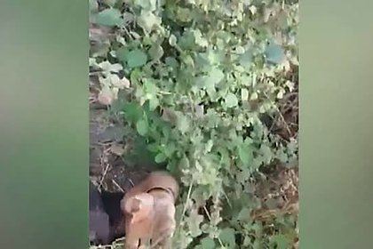 Нападение гигантского питона на рабочего сняли на видео