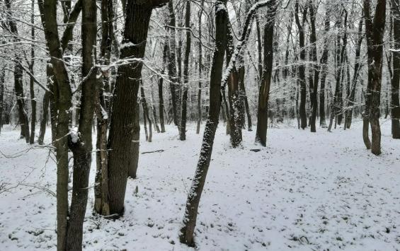 В Цветовом лесу Курска проводят санитарную рубку из-за опасного вредителя
