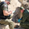 Офицеры СК принимают участие в поднятии останков бойцов Великой Отечественной войны и мирных граждан на территории Бахчисарайского района Республики Крым...