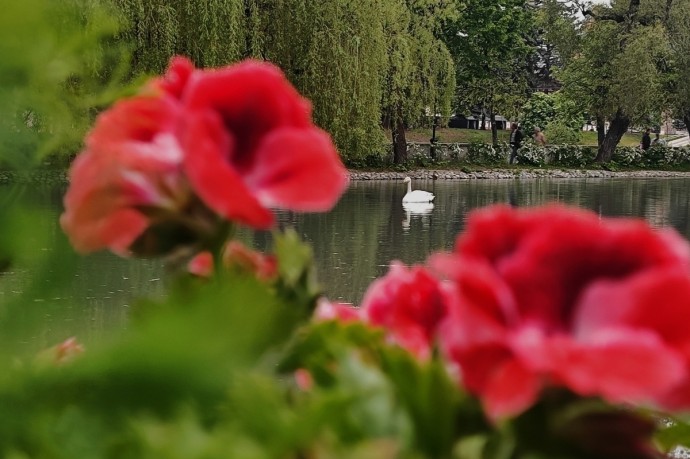 На озеленение столицы Осетии потратят 189,9 млн рублей На озеленение столицы Осетии потратят 189,9 млн рублей