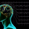 В вузе с помощью ИИ изучено влияние радиации на мозг