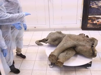 Опасное прошлое: древнейшее микробное ДНК ворвалось в наш мир