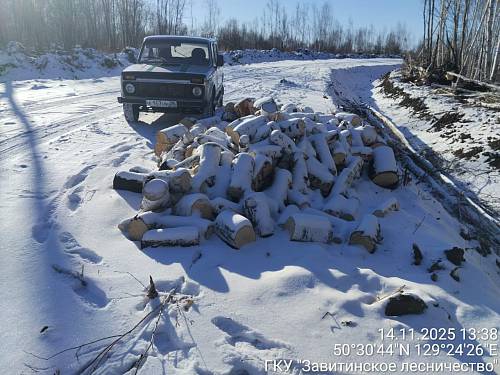 В Приамурье лесничие наткнулись на нелегальную деляну