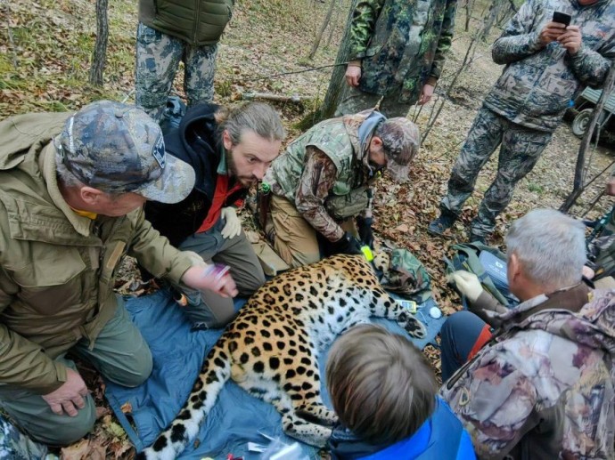 Уссурийский заповедник обзавёлся третьим Leo за эту осень