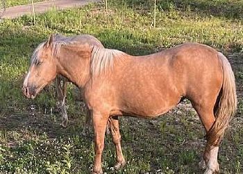 В Свободном оштрафуют владельца гулявших по парку коней