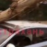 Во дворе многоэтажки Астрахани дерево чуть не рухнуло на головы прохожих