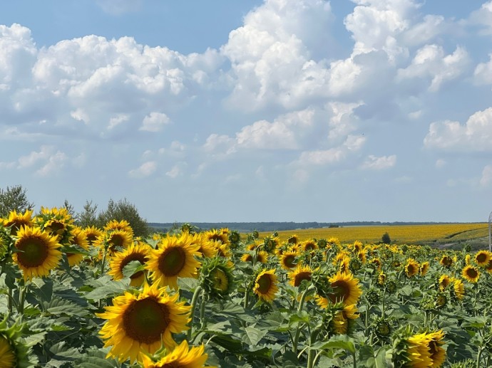 В Ярославской области могут официально появиться хутора, слободы и посады В Ярославской области могут официально появиться хутора, слободы и посады