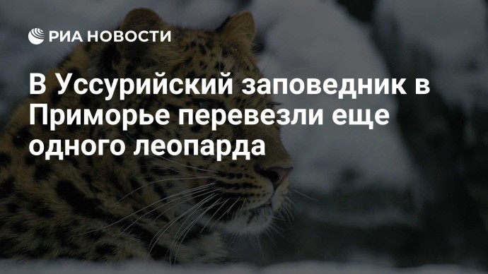 В Уссурийский заповедник в Приморье перевезли еще одного леопарда