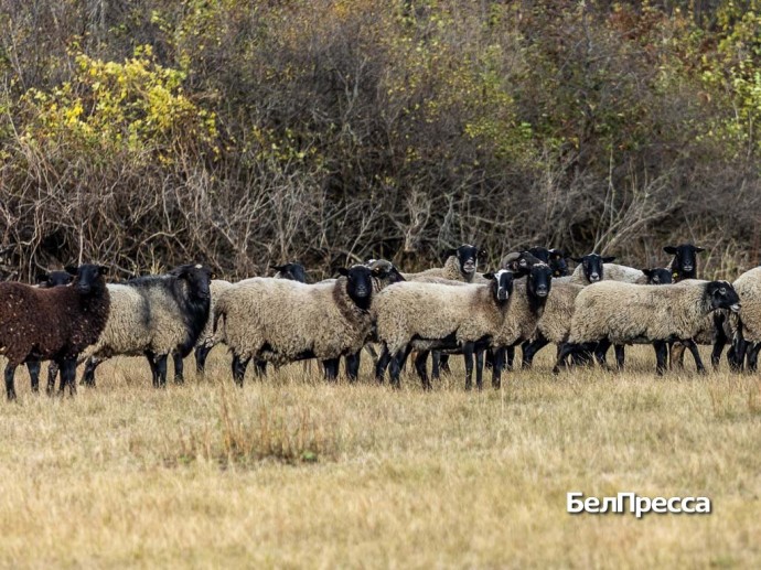 Бяшки кучерявые. Почему овец вейделевского фермера видно издалека