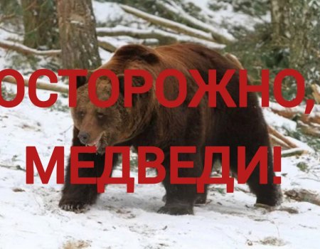 Еще один случай нападения медведя на человека в Башкирии