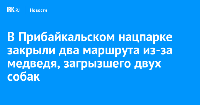 В Прибайкальском нацпарке закрыли маршруты из-за медведя, загрызшего двух собак