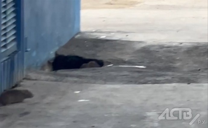 "Их тьма": в Южно-Сахалинске жители пожаловались на нашествие крыс во дворе дома