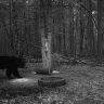 В соседней Калужской области проснулись медведи