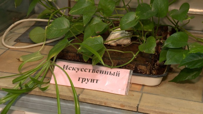 Дешевле чернозема: петербургские химики разработали новый вид почвы Дешевле чернозема: петербургские химики разработали новый вид почвы