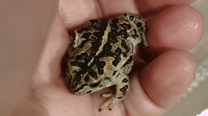 В Иркутске лягушка из ресторана отправилась в зоопарк