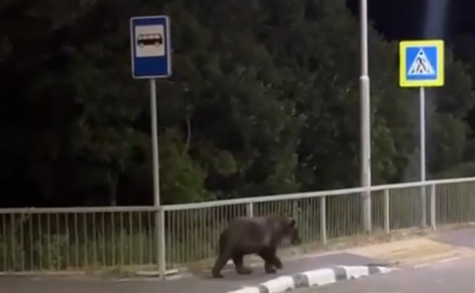 На Итурупе медведь перешёл дорогу по "зебре"
