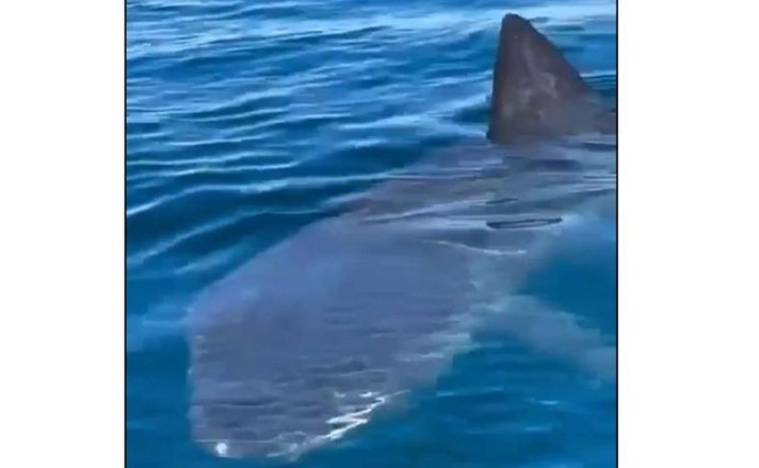 Очевидцы: огромная акула приплыла к курильским рыбакам, пытающимся поймать тунца