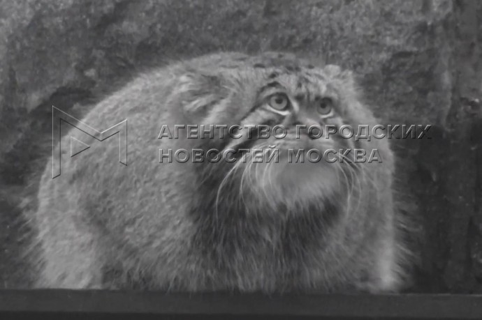 Агентство «Москва» сообщило о завершении зажировки манула Тимофея