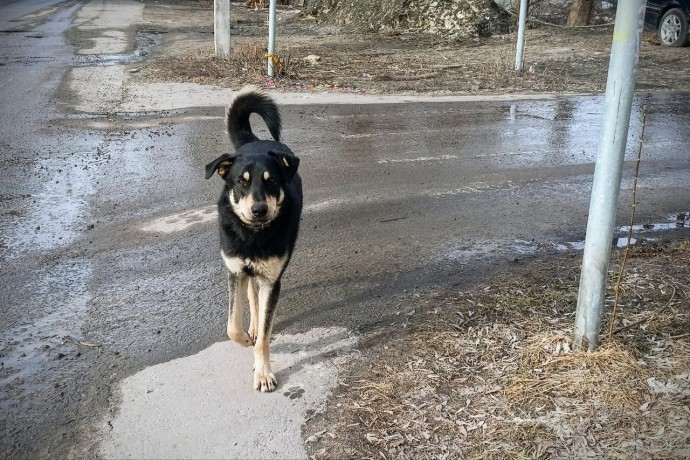 В Пензе разыскивают водителя, сбившего собаку в Терновке В Пензе разыскивают водителя, сбившего собаку в Терновке