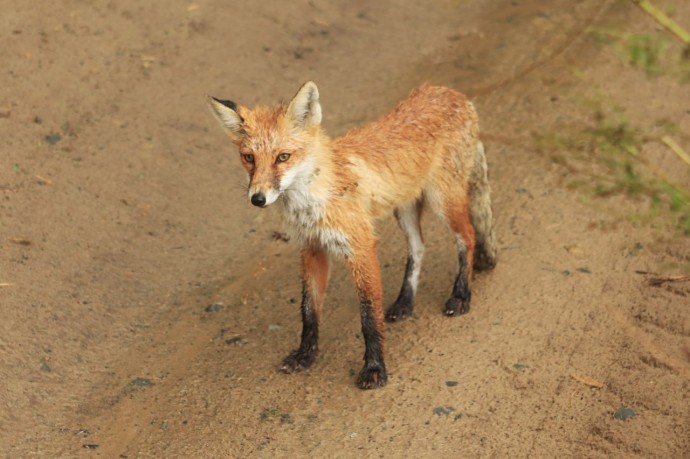 В одном из сел Пензенского района введен карантин по бешенству