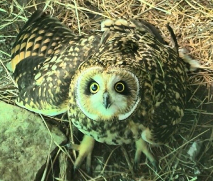 Сова получила шанс на вторую жизнь в Приморье Сова получила шанс на вторую жизнь в Приморье